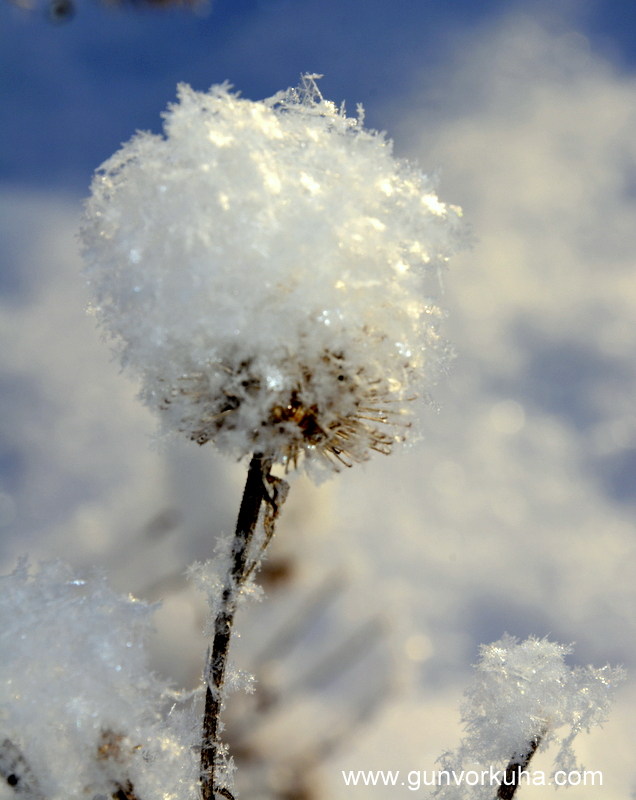 Snötistel
